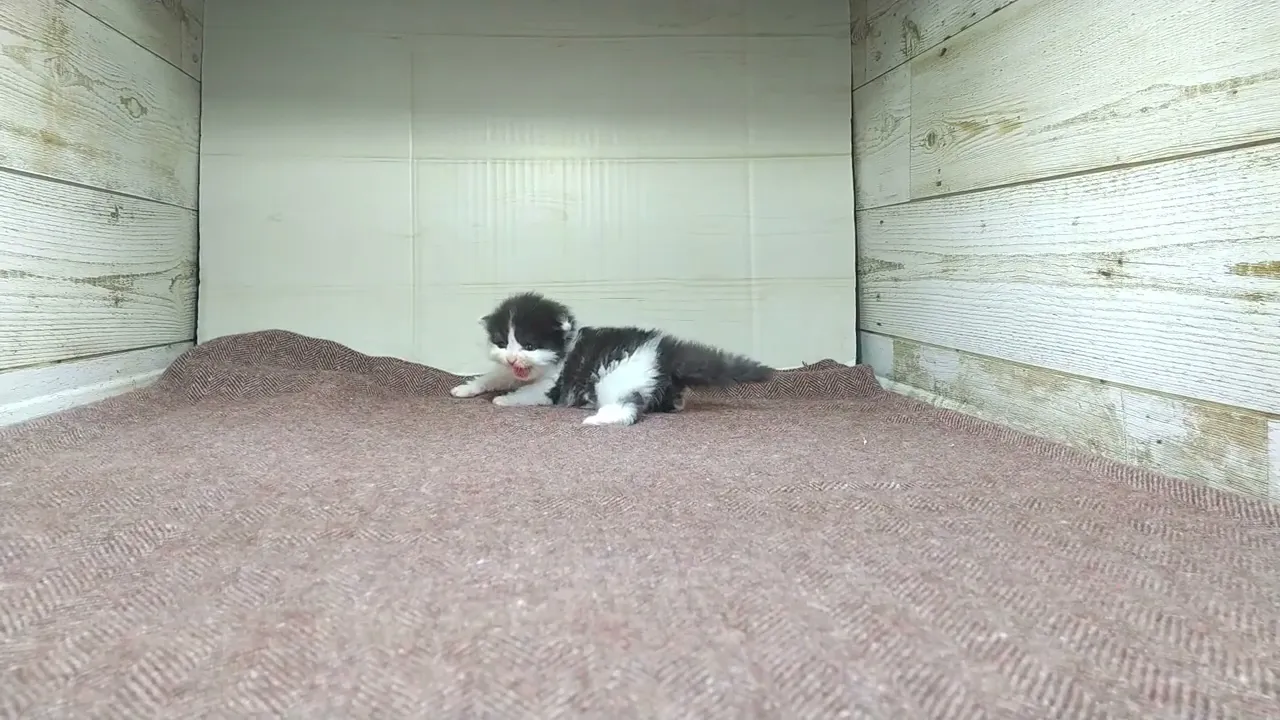 動画