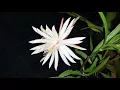 Download Lagu Bunga bakawali/Queen of the night flower