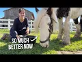 My Draft Horse Thrived After I Quit This Feeding Habit