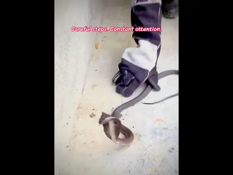 The Snake Keeps Moving… 🤨