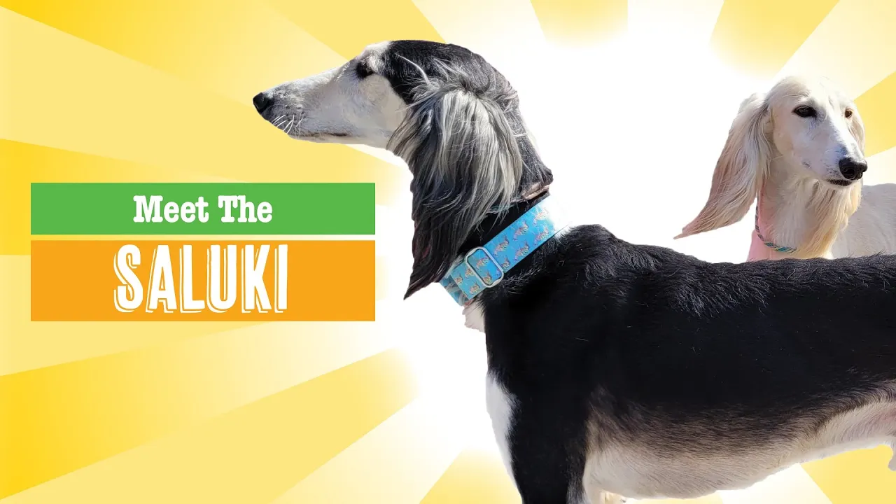 Saluki Dog Breed