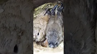 أعشاش قاتلة لطيور الزيبرا كثيرون لا يعلمون 4 G040 