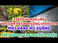 Lagu 24 Tết TIẾP TỤC MƯA LỚN ƯỚT Chợ hoa tết Công viên 23.9: MAI VÀNG RỦ XUỐNG, Gốc đào đẹp 2m 1 triệu!