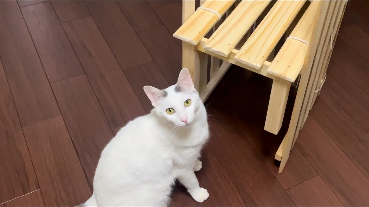 DIYで植物棚作りを見守る愛らしい猫たち!