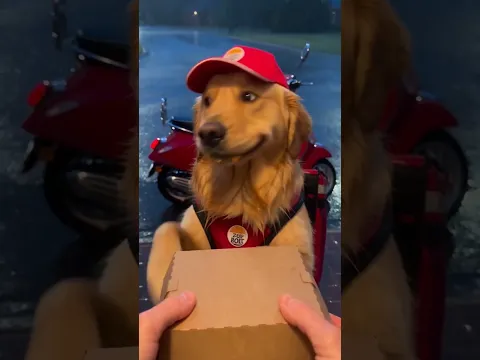Delivery dog