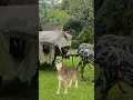 Download Lagu Suara Serigala || Seram Lolongan Serigala #shorts #animal