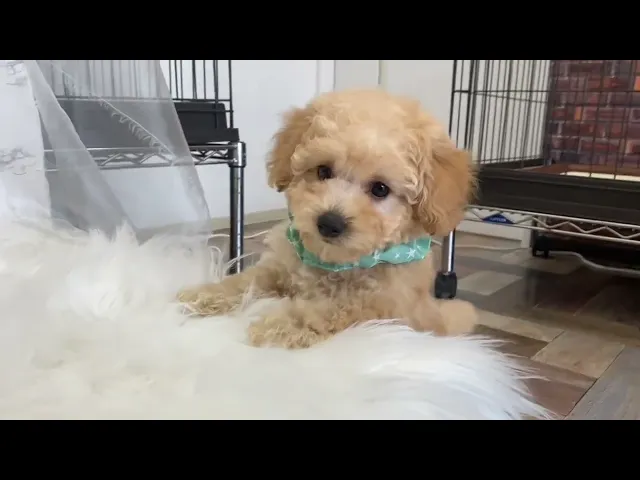 動画