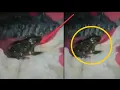 South africa frog frog twitter