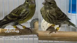 طائر البسبوس السمريس Serinus Serinus 