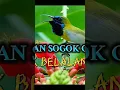 Download Lagu MASTERAN SOGON NEMBAK BELALANG EMAS #sogokontongjuara #sogokontonggacor #sogokontonggacordor