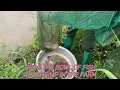 Download Lagu Catching shrimp simple, effective, easy to do