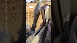 سويعات بعد اعلان الدعم السريع السيطرة عليها الجيش السوداني يعلن إعادة السيطرة على بلدة أم صميمة  سويعات بعد اعلان الدعم السريع السيطرة عليها الجيش السوداني يعلن إعادة السيطرة على بلدة أم صميمة