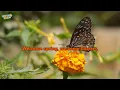 Welcome, Spring (A cheerful, sing-along song for kids)