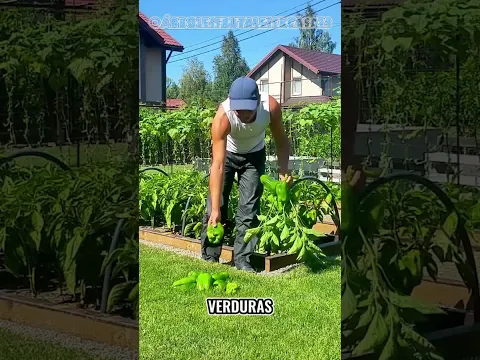 ¿Te imaginás tener un patio así, lleno de comida fresca lista para cosechar? 🌱
