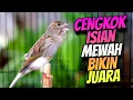 Lagu CENGKOK ISIAN JUARA - MASTERAN KENARI GACOR ISIAN BLACKTHROAT DURASI PANJANG PALING DICARI