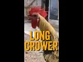 Download Lagu Ayam Jantan Pingsan Setelah Berkokok Lama - Ayam Jantan Menjadi MABUK