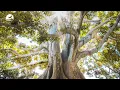 Aron van Selm - Embrace