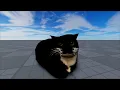 Maxwell The Cat