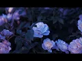 Download Lagu Sarah - my immortal evanescence (slowed reverb)