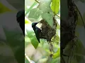 Download Lagu Burung Kolibri Meloloh Anaknya #shortsvideo #shorts #kolibri