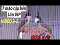 Lagu 7 MÀO CẬP BẾN - LÂN HẦU BÒ // ĐẤU TỐT GIÁ SIÊU ƯU ĐÃI // TUYỂN CHỌN BỔI VIP