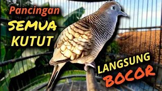 Download JANGAN KAGET !! Perkutut di rumah langsung pada bunyi MP3