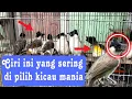 Download Lagu CARA YANG DI GUNAKAN PARA KICAU MANIA | MEMILIH BURUNG KUTILANG DI OMBYOKAN
