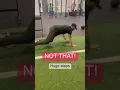 How to Use Bear Crawls to Improve Movement