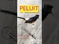 Download Lagu peluit pancingan burung anjing