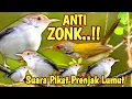 Download Lagu Siapa-siap dapat banyak ~ SUARA PIKAT BURUNG PRENJAK LUMUT PALING AMPUH
