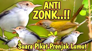 siapa siap dapat banyak suara pikat burung prenjak lumut paling ampuh