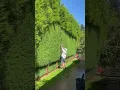 Lagu Straight cuts on this giant conifer hedge 🌿✂️ What a way to finish last week ----