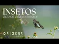 Download Lagu Documentário: A jornada incrível das borboletas | Pequenos Gigantes – Ep. 6 | ORIGENS