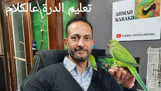 كيف تعلم ببغاء الدرة على الكلام مع ابو عمر موسوعة الببغاء دندنها