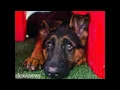Animal House Jacksonville NC 28540-6315