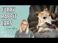 Are Furry Rabbit Ears For Dogs Good