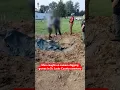 Download Lagu Men caught on camera digging up graves in St. Louis County cemetery