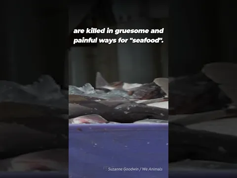Ordering a Shark to Be Killed in Front of You Isn’t a Flex 🦈