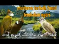 Download Lagu Fuuul tembakan ngeri 🔥🔥 cucak jenggot cililin dan kapas tembak
