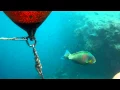 Download Lagu GBR Fisch gegen Boje