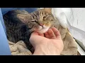 Download Lagu てんちゃんと飼い主はとても仲良し...