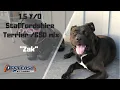 STAFFORDSHIRE - MIX DOG TRAINING