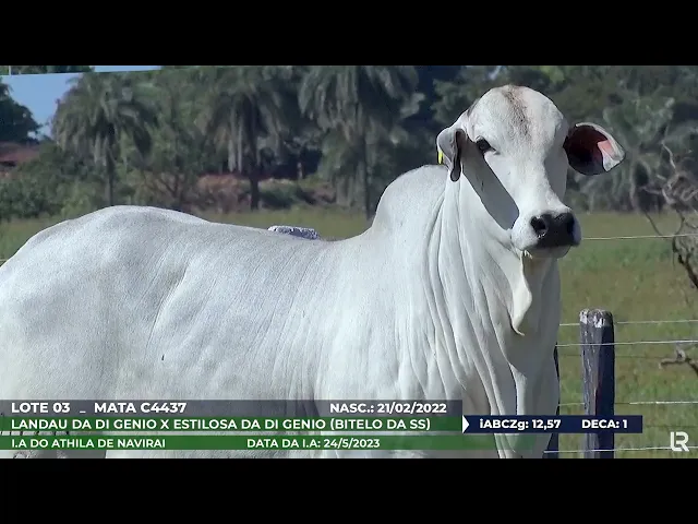 Novilha Nelore MATA-C4437