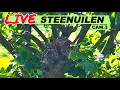 Download Lagu Live🦉Steenuilen Bommelerwaard CAM.3-Buiten PTZ-1