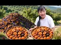 李子 5 毛一斤疯抢！妹子 20 元怒提 40 斤，晒满阳台做李子干，返乡直接实现水果自由，也太爽了#农村生活#李子#生活記錄 #新鲜采摘 #三農