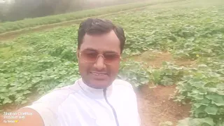 Green Vegetables garden π‘