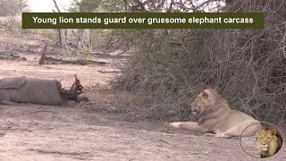 Lions Rest After an Unexpected Feast