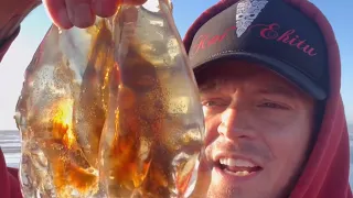 Rescuing Stinging Jellyfish! (VENOMOUS) ‼️☠️