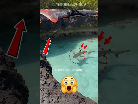What Happens When Lava Meets a Shark?! 😱🦈🔥 #shorts #shortsvideo