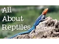 All About Reptiles What Makes it a Reptile - FreeSchool